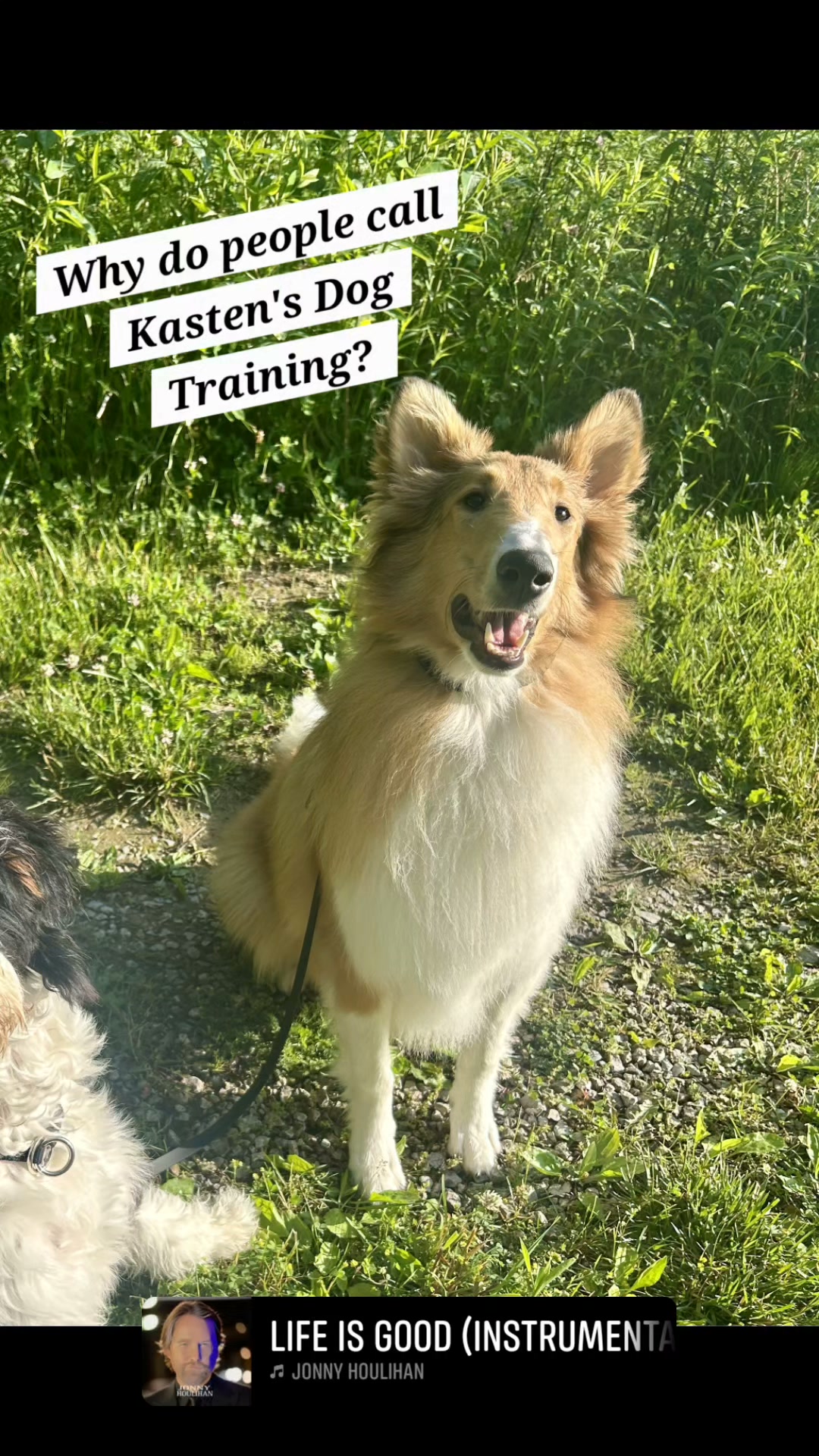 Kasten's Dog Training