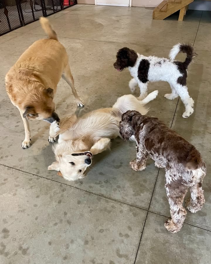 Kasten's Dog Training