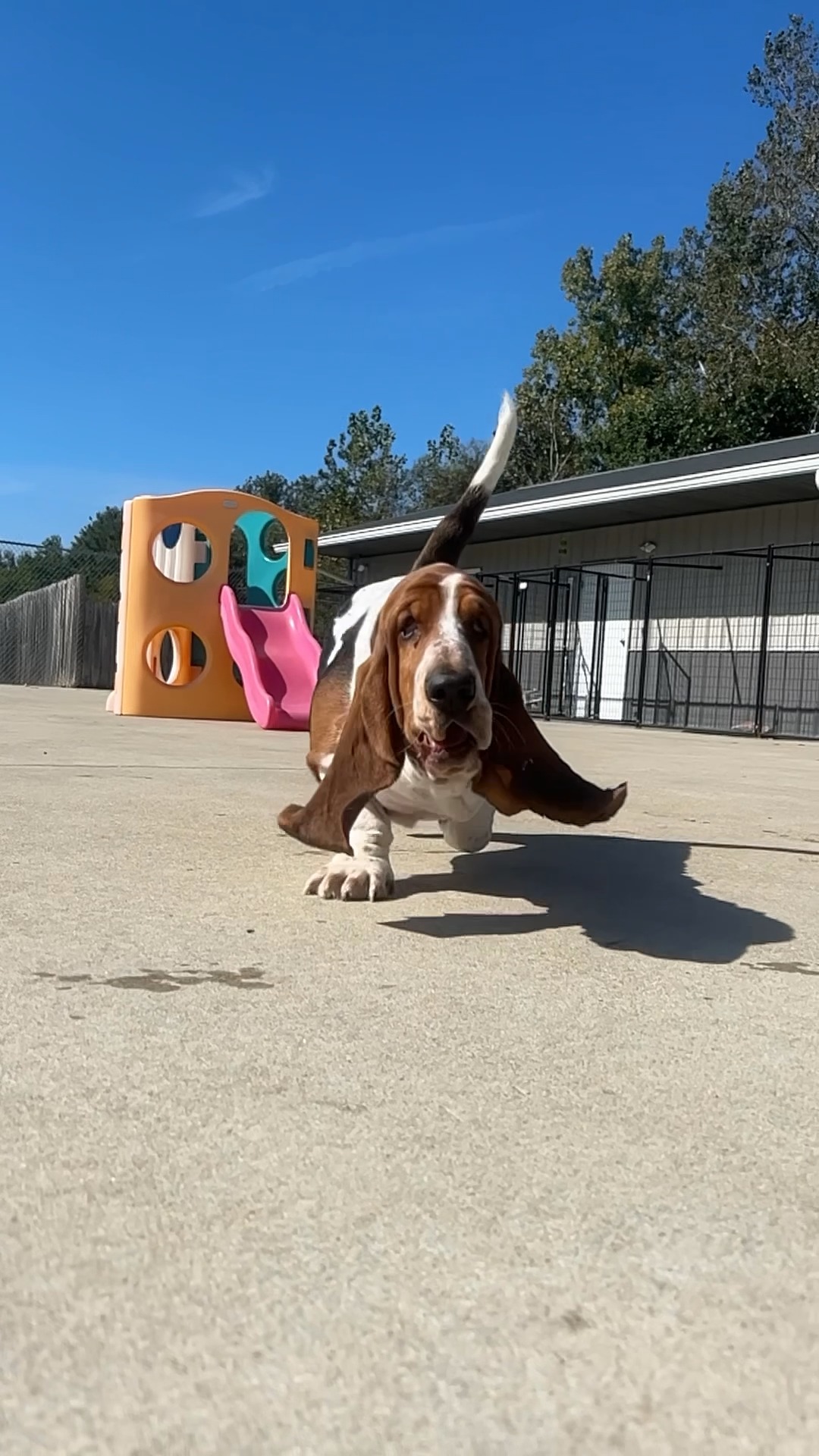 Kasten's Dog Training