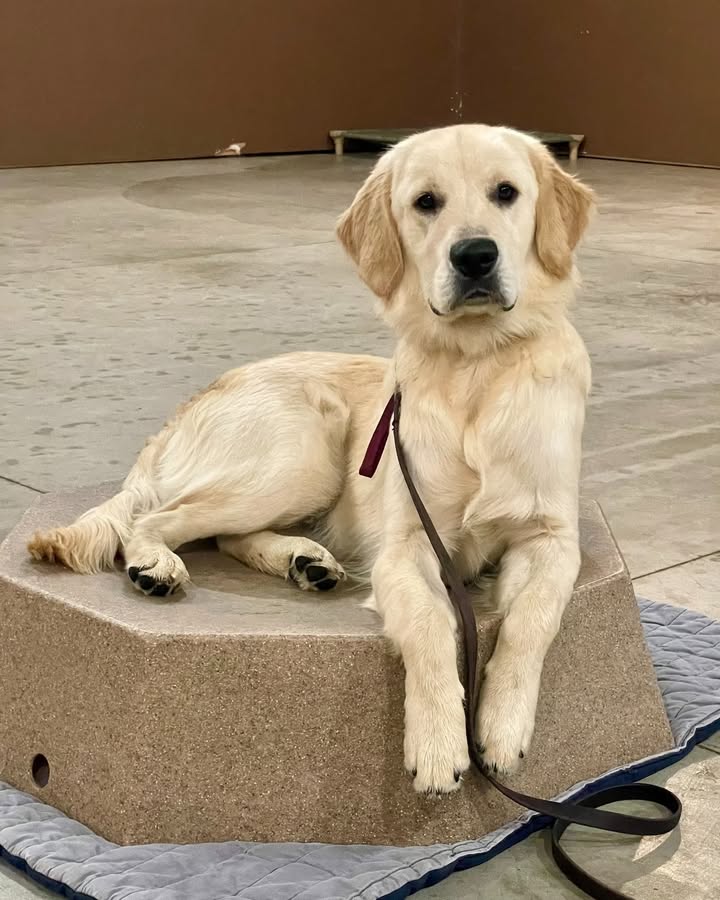 Kasten's Dog Training