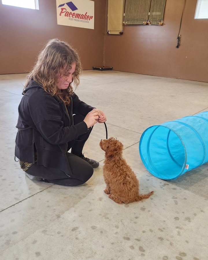Kasten's Dog Training