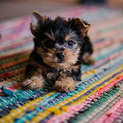 How to Choose the Right Puppy for Your Family