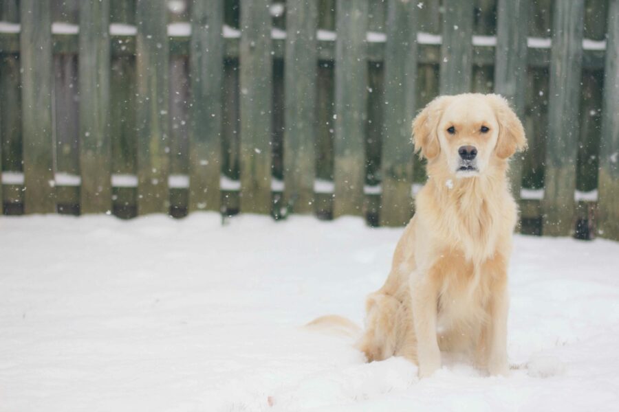 Pet Fence Testimony: A Family’s Experience with Contain-A-Pet