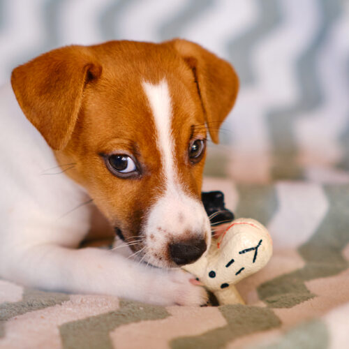 Puppy Teething: What’s Normal and What to Do