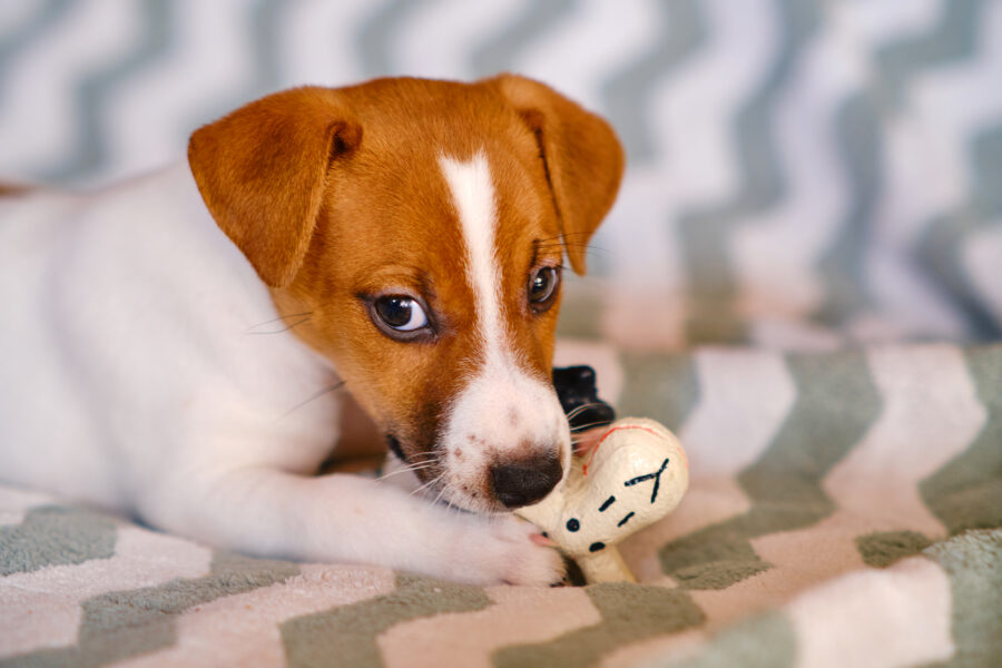 Puppy Teething: What’s Normal and What to Do
