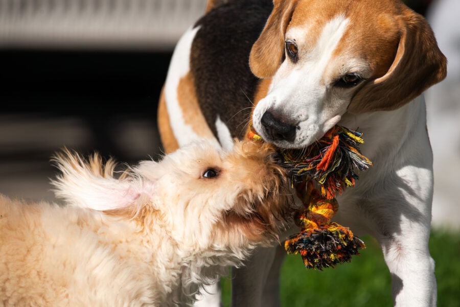 The Difference Between a Well-Socialized Dog and an Overstimulated Dog