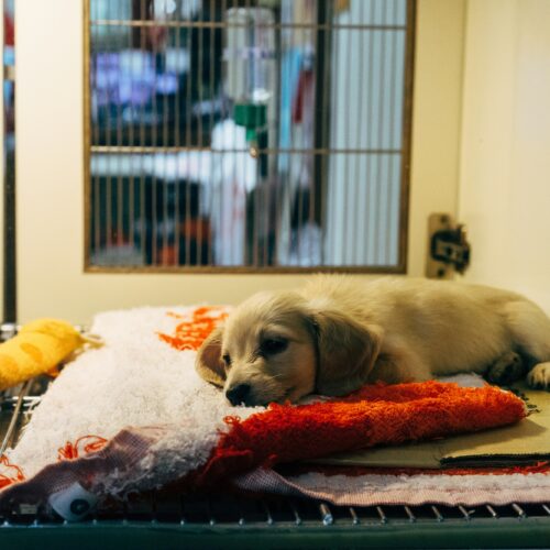 Overcoming Fear-Based Behaviors in Rescue Dogs