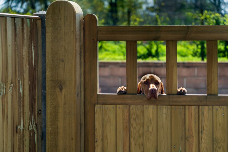 What to Look for When Purchasing a Dog Fence