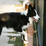 prepare your dog for boarding
