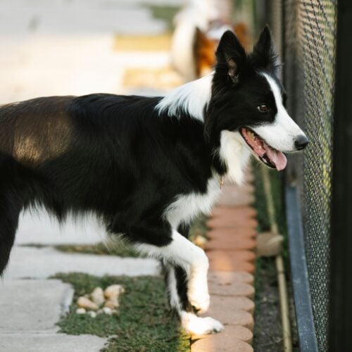 How to Prepare Your Dog for Boarding: What to Bring and What to Expect