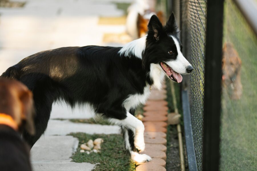 How to Prepare Your Dog for Boarding: What to Bring and What to Expect