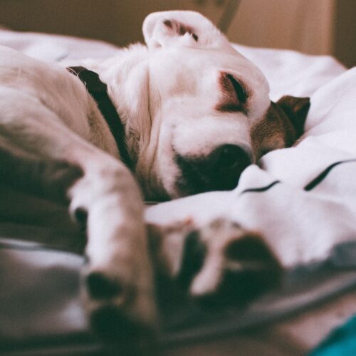Bedtime Routines With Your Puppy: The Art of Doing Nothing
