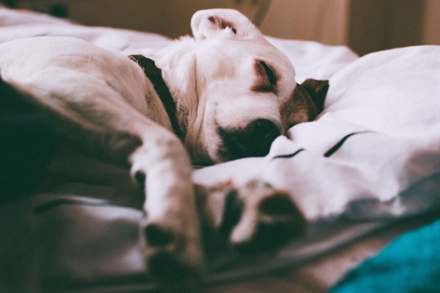 Bedtime Routines With Your Puppy: The Art of Doing Nothing