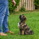 how long does it take to train a dog