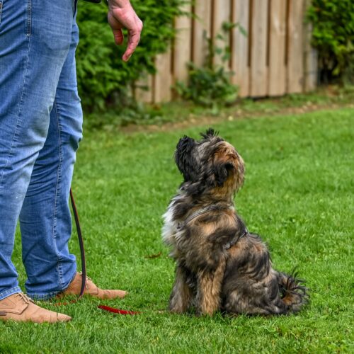 How Long Does It Take to Train a Dog? A Realistic Timeline by Program