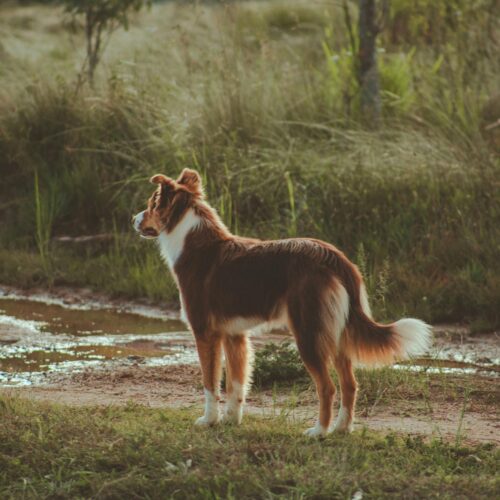 Why Dogs Exhibit Territorial Behavior and How to Manage It