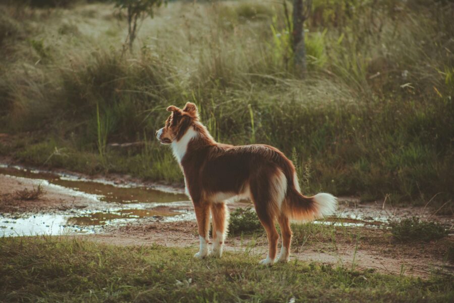 Why Dogs Exhibit Territorial Behavior and How to Manage It