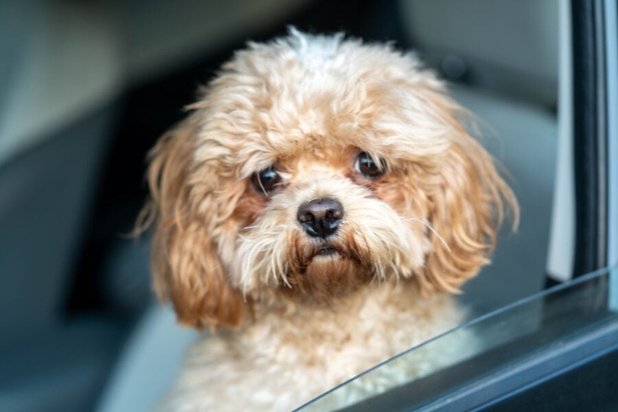 Dogs and Carsickness: Why It Happens and How to Help Your Dog Ride Comfortably