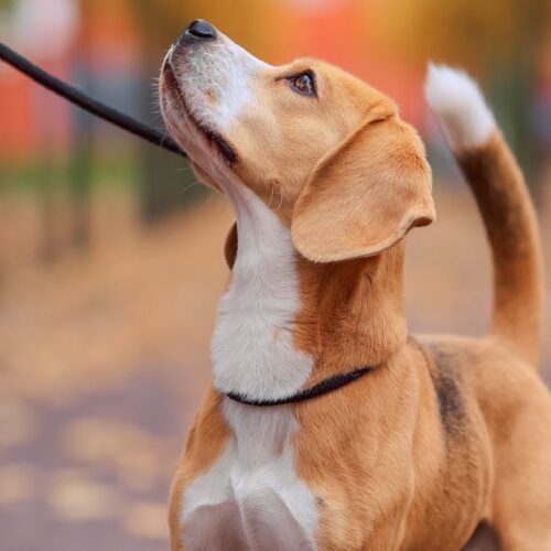 Dog’s Perspective of Leadership – Part 2