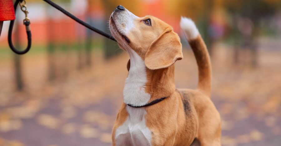 Dog’s Perspective of Leadership – Part 2