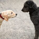 Golden retriever puppy and Spanish water dog face-off on a walk.