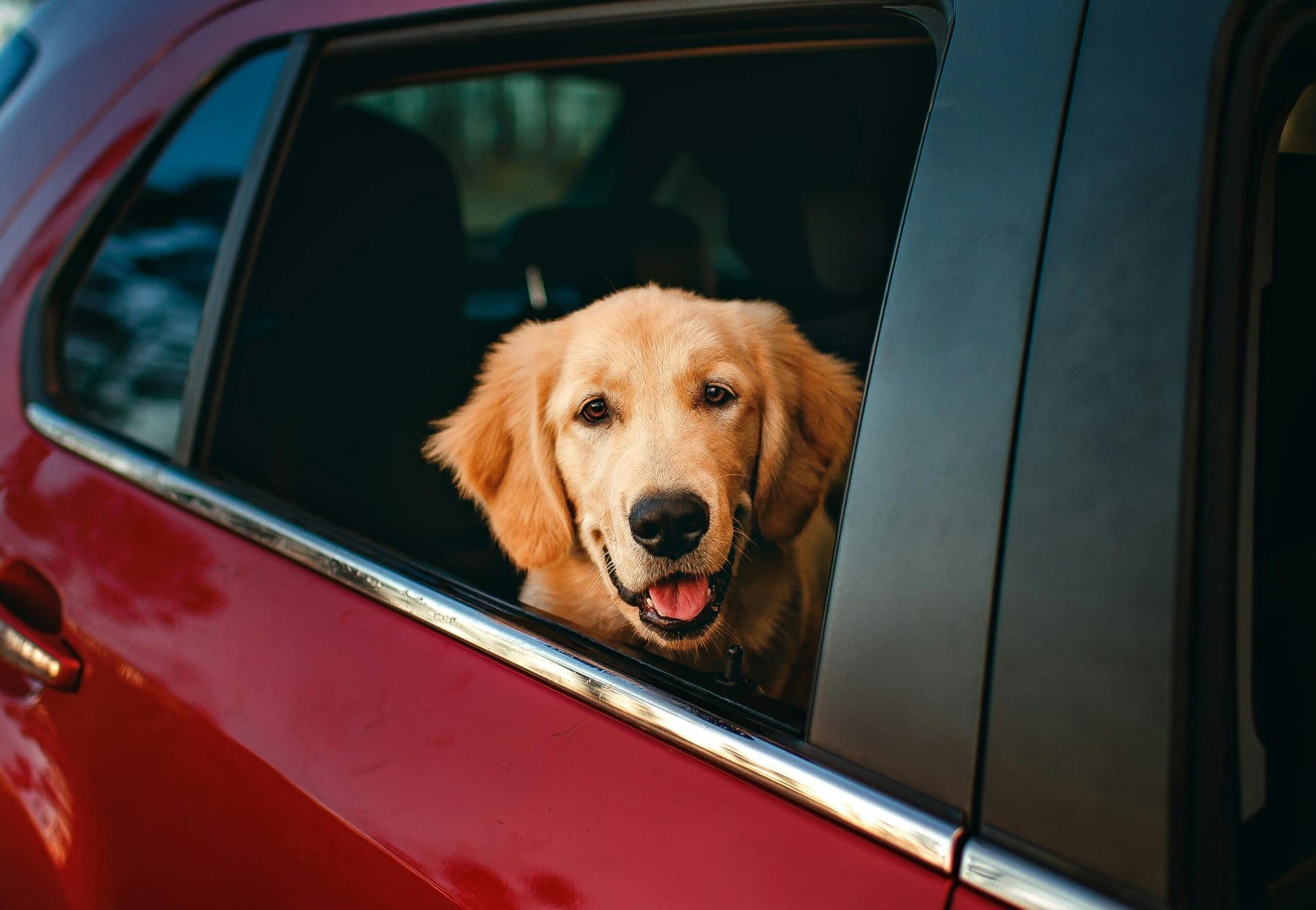 Gallery Detail: Traveling With Dogs Tips For Stress Free Car Rides