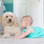 prepare your dog for a new baby