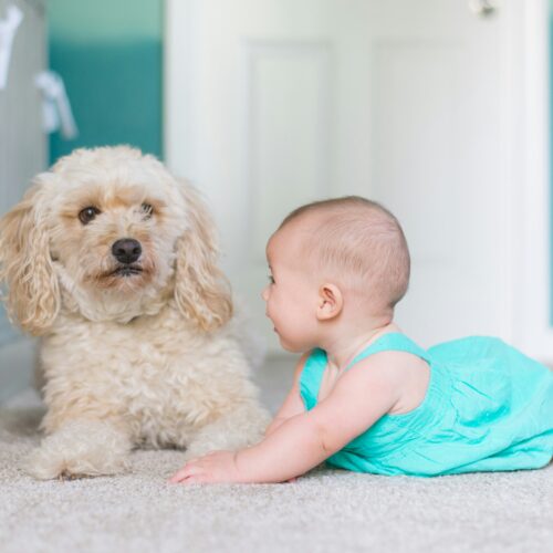 How to Prepare Your Dog for a New Baby in the House