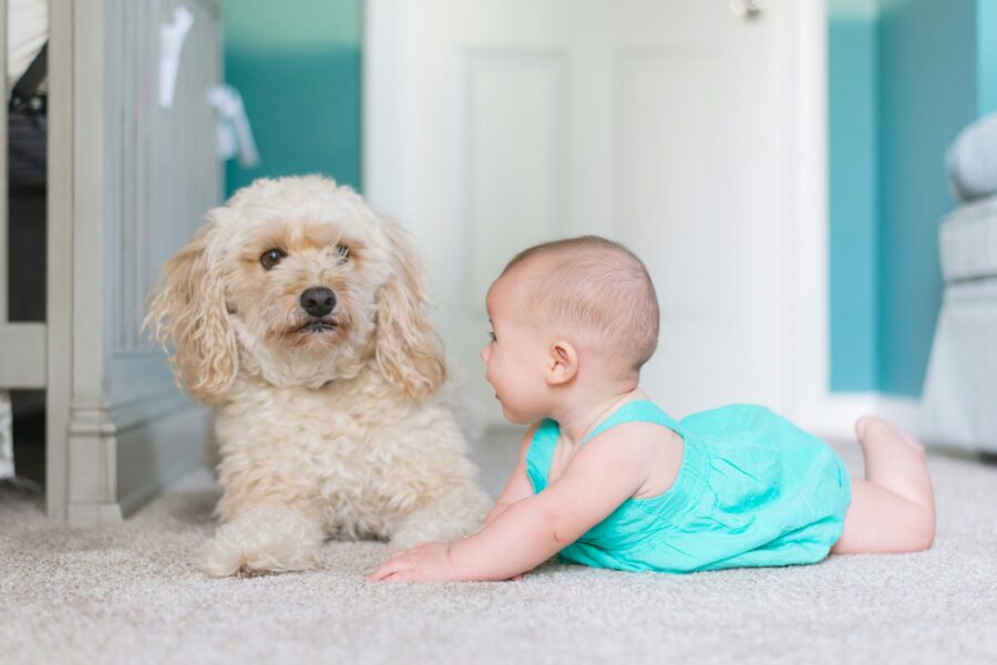 How to Prepare Your Dog for a New Baby in the House