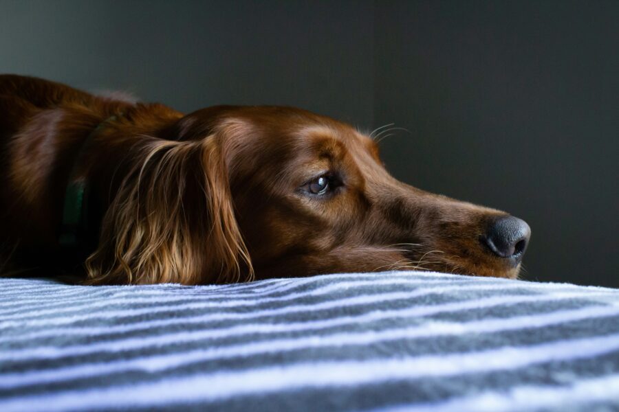 Recognizing Early Signs of Illness in Dogs