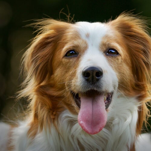 The Real Reason Your Dog Is Not Listening