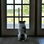 preparing your dog for guests