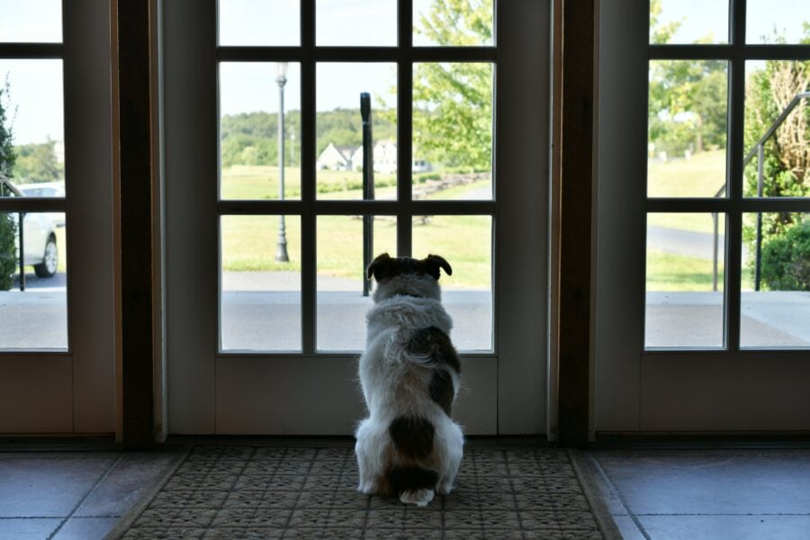 Preparing Your Dog for Guests and Gatherings