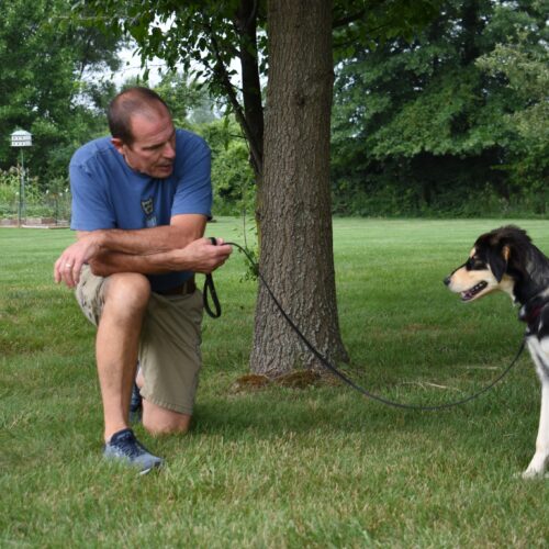 Group Classes vs. Private Training: Which is Right for Your Dog?