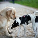 introducing an adopted dog