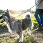 dogs and leadership