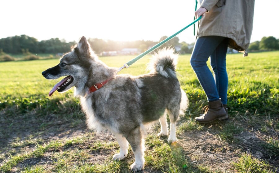 What Leadership Actually Means to a Dog
