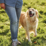 dog's energy