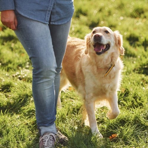 Matching a Dog’s Energy to Your Lifestyle: A Practical Guide Before You Adopt