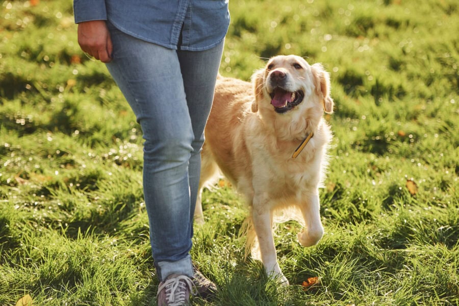 Matching a Dog’s Energy to Your Lifestyle: A Practical Guide Before You Adopt